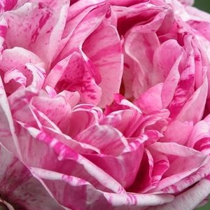 Pépinière rosier - Rosa Honorine de Brabant - rose-violet - rosiers bourbon - parfum intense - Rémi Tanne - Sa première floraison est toujours la plus abondante, mais sa floraison continue jusqu